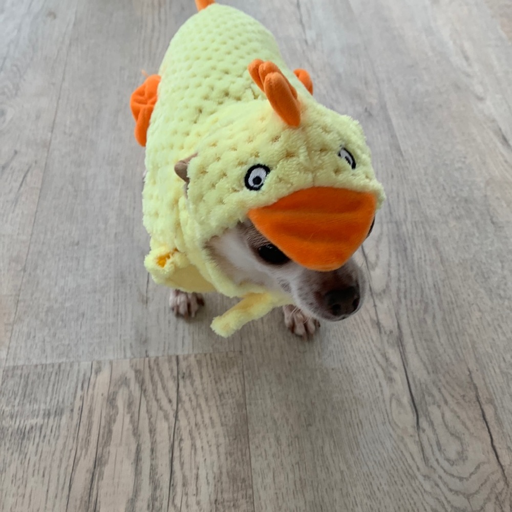 Chicken Costume for XS pets